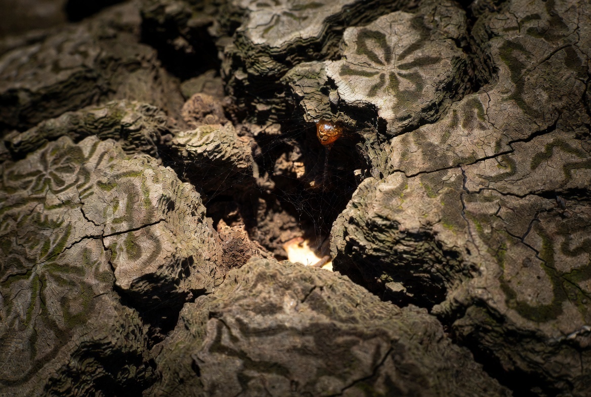 То, что мы называем «корой», при ближайшем рассмотрении оказывается ландшафтом, историей, вселенной. Практика созерцания начинается с осознания: даже квадратный сантиметр мира содержит больше событий, чем ваша лента новостей.