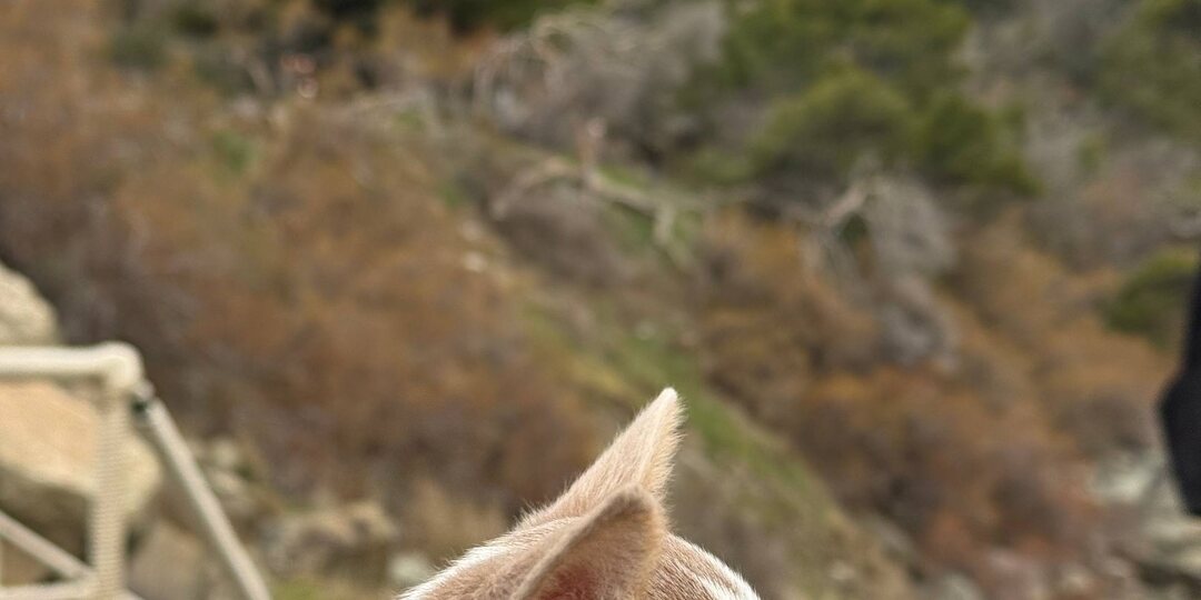 🌱❤Сегодня радуемся погоде, дышим фитонцидами и бризами вместе с моим пёсиком Ламбросом Кацонисом