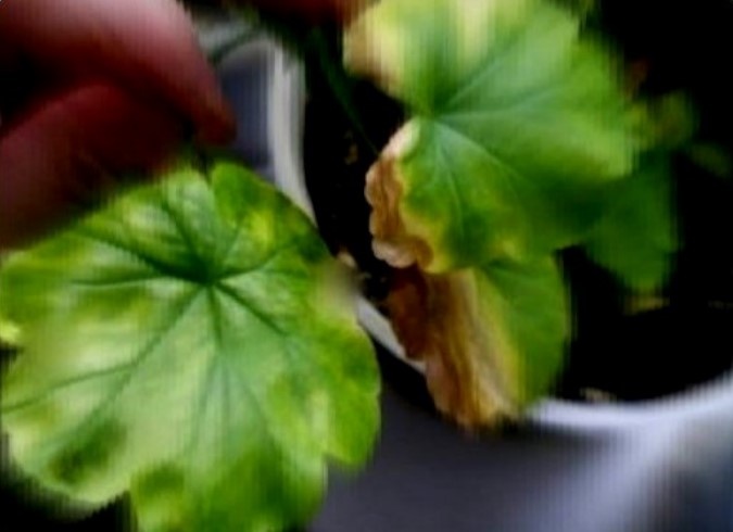 У пеларгонии на листовой пластине видны коричневые пятна по краю и началось скручивание листа.