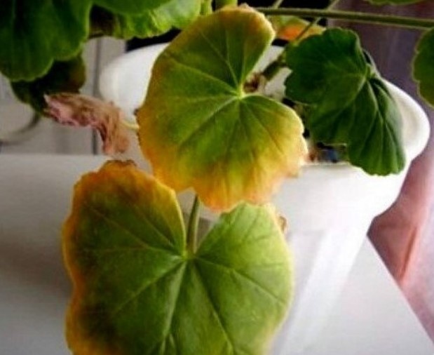 Одна из причин - засоление почвы избытком вносимых удобрений в осенне-зимний период.