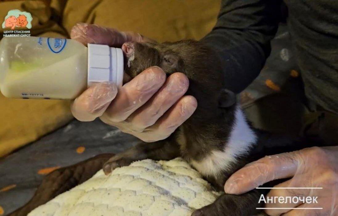 Бежаницкие малыши
Фото: Центр спасения медвежат-сирот