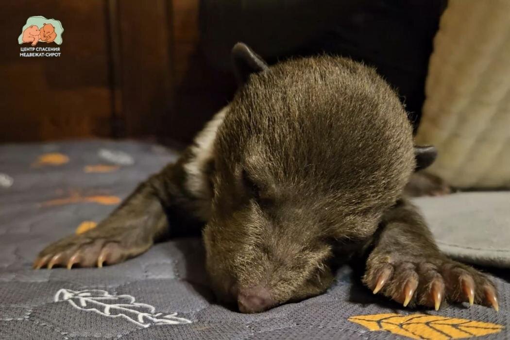 Бежаницкие малыши
Фото: Центр спасения медвежат-сирот