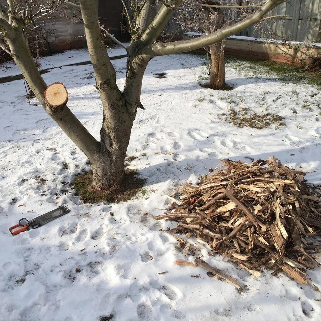 Обрезка садовых деревьев 