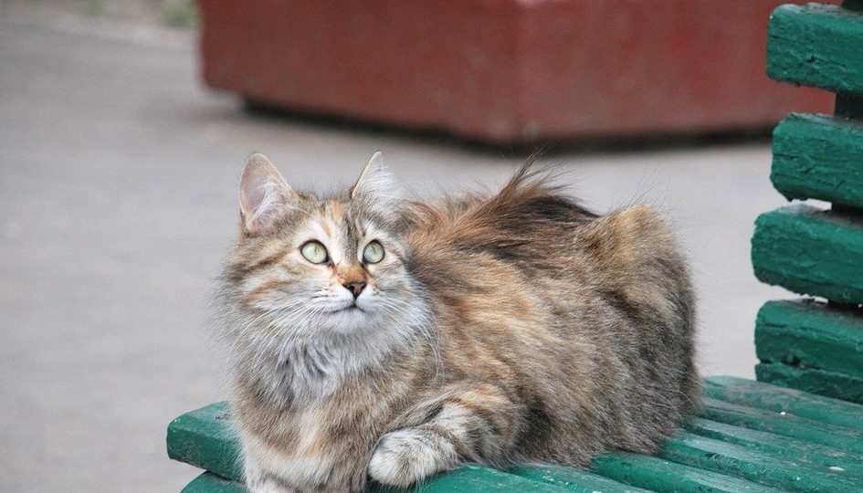 Талисман удачи