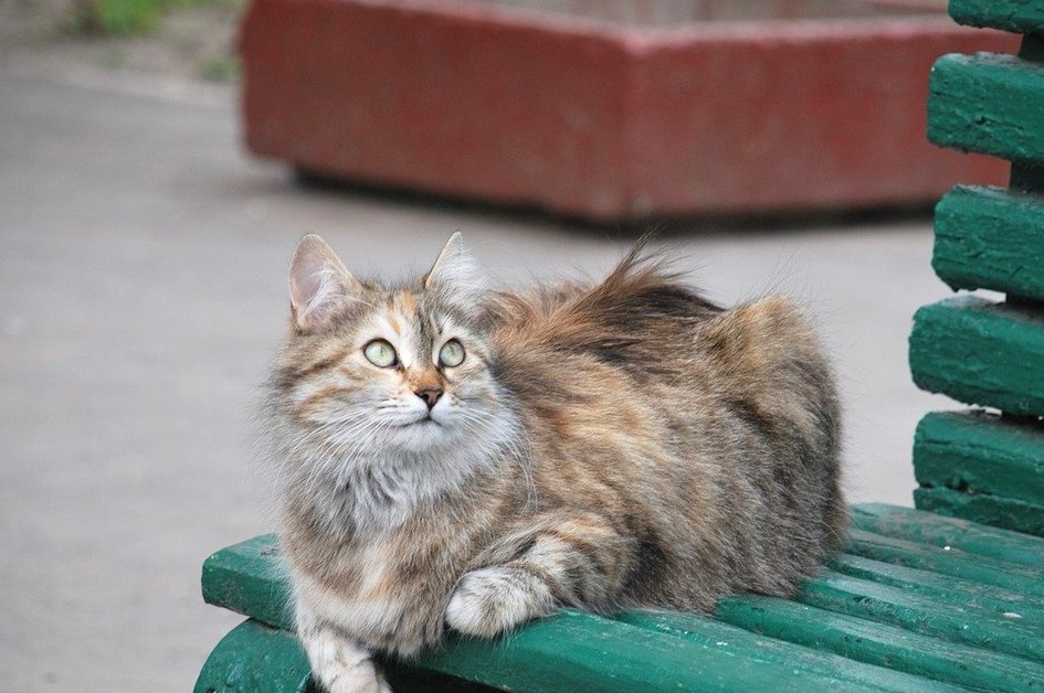 Из свободных источников