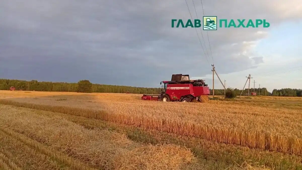 Фото: © Николай Петроченко / Glavpahar.ru
Уборочная кампания (фото иллюстративное)