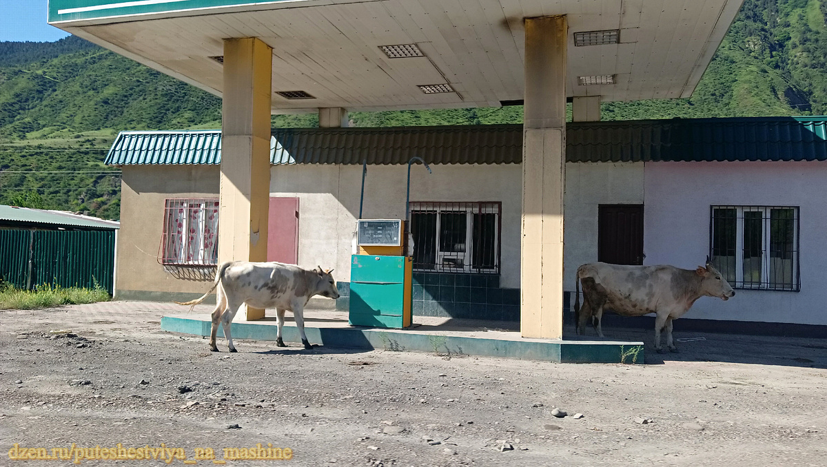 Коровы в Дагестане гуляют везде, где им вздумается