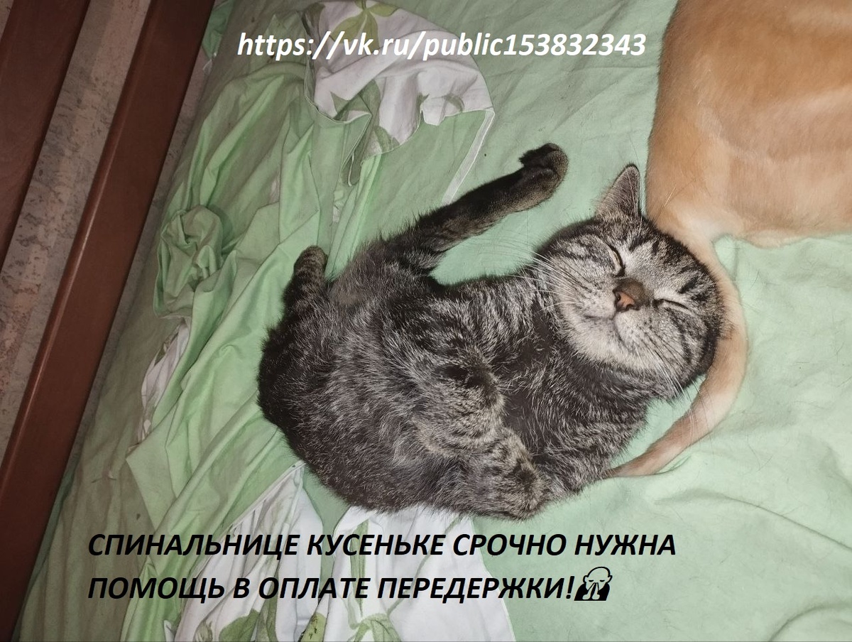 🆘КУСЕНЬКЕ ОЧЕНЬ НУЖНА ПОМОЩЬ НА ОПЛАТУ ПЕРЕДЕРЖКИ!🆘 ПРИВЕТ ОТ СПИНАЛЬНИЦЫ КУСИ😽