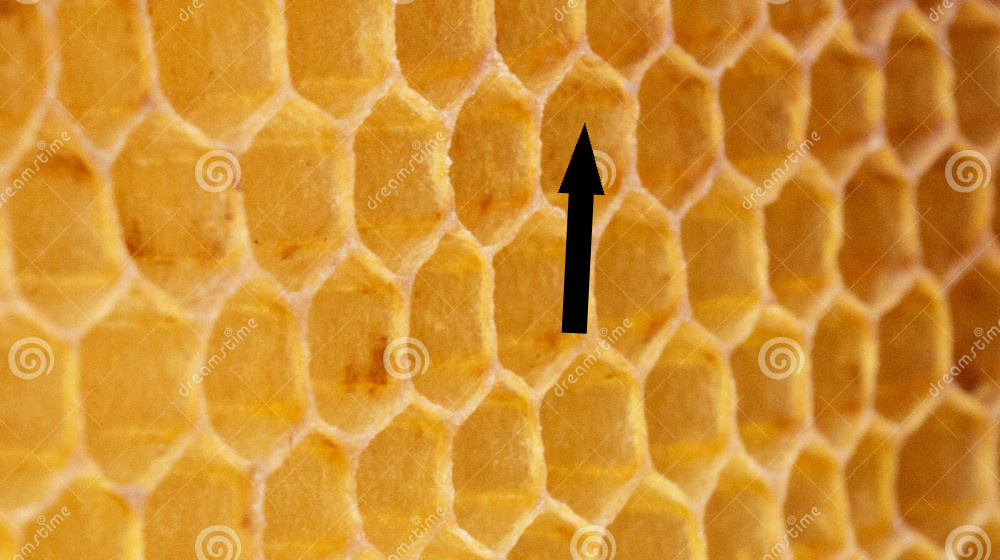    Почему пчелы сначала лепят круги а выходят идеальные соты