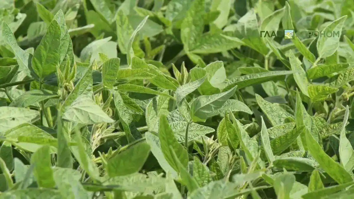 Фото:© Владимир Исаенко/ Glavagronom.ru
Рейтинг самых популярных сортов сои в России в 2025 году