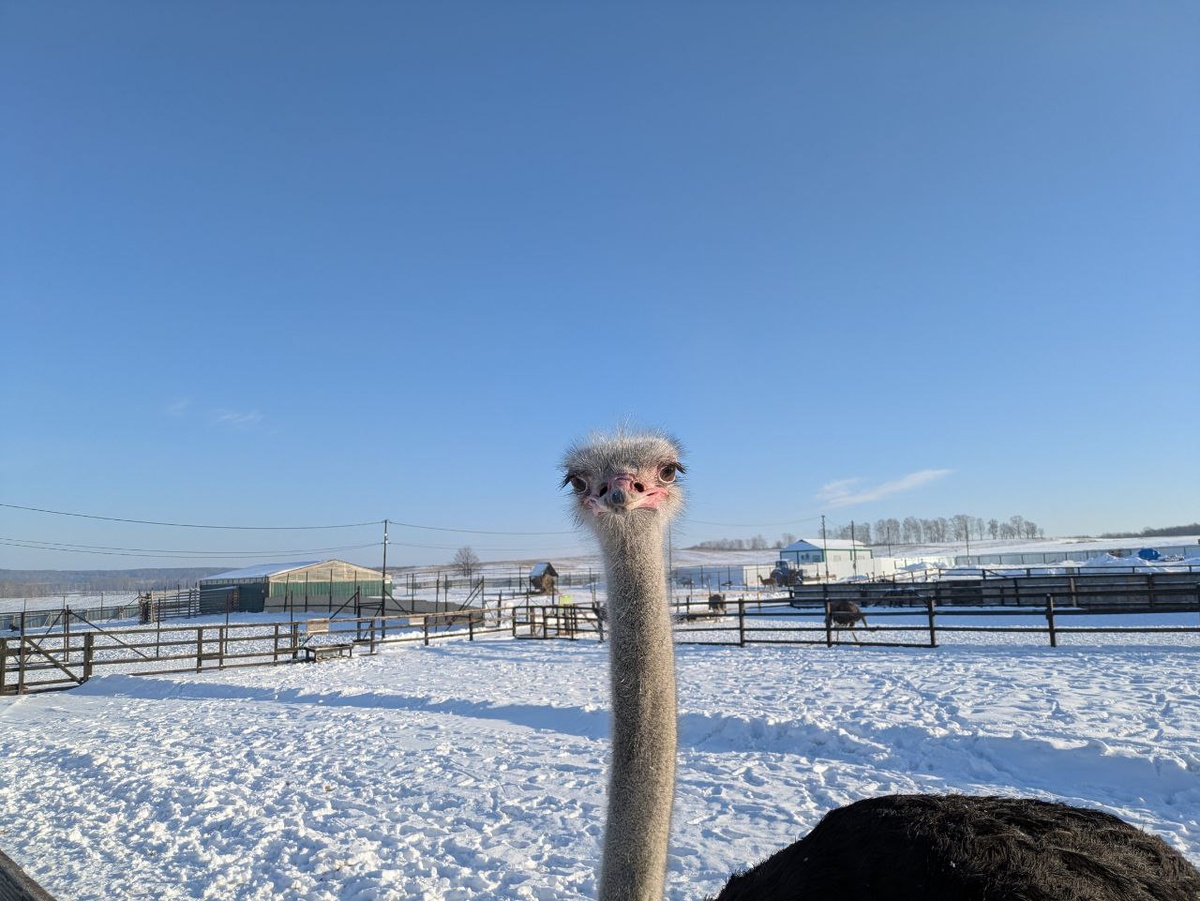 Страус ждет вас