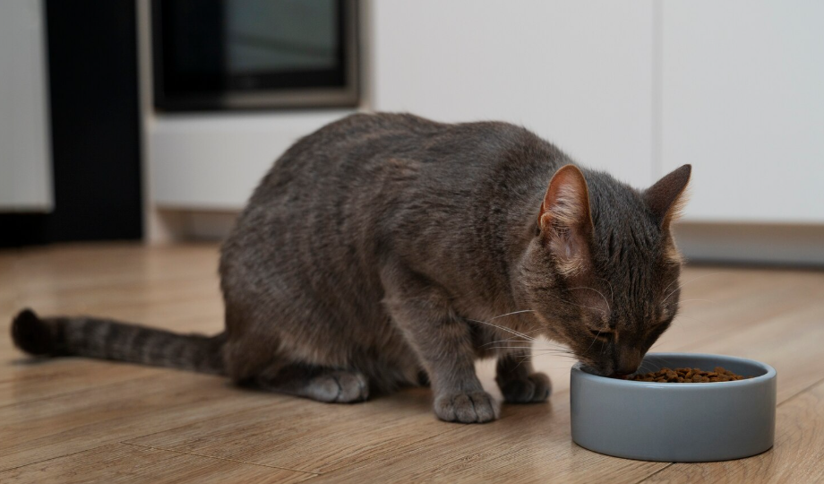 5 причин, почему кошка не доедает корм до конца – что делать владельцу. Как кормить кошку, чтобы не оставляла еду в миске