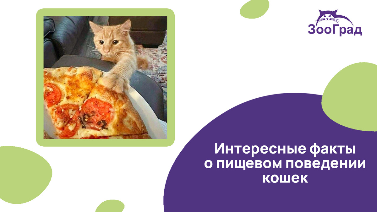 Факты о пищевом поведении кошек