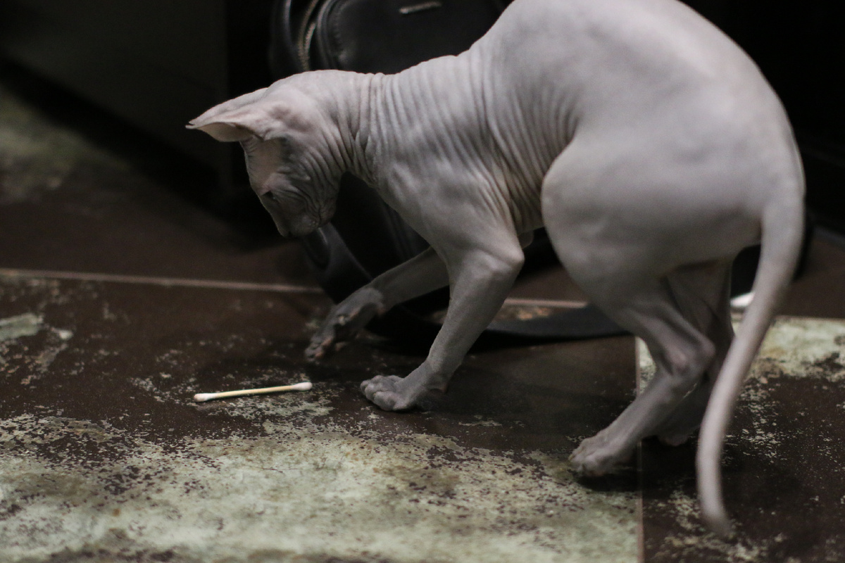 Любимое лакомство Эль - ватные палочки