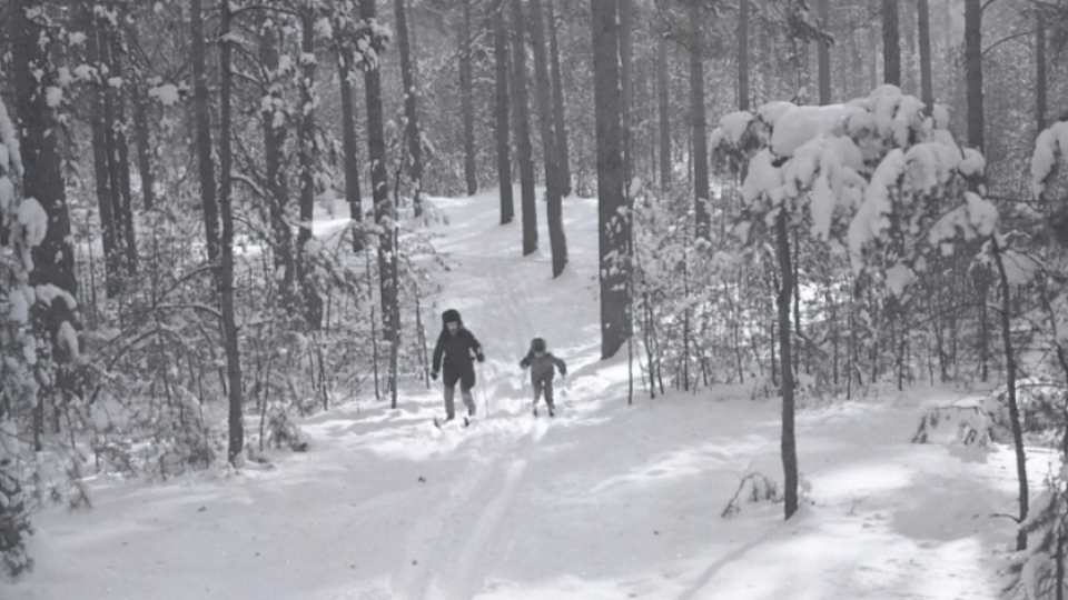    Зима в ленточном бору недалеко от г. Барнаула. . Источник: goskatalog.ru, архив АГКМ, Морозов В.В.