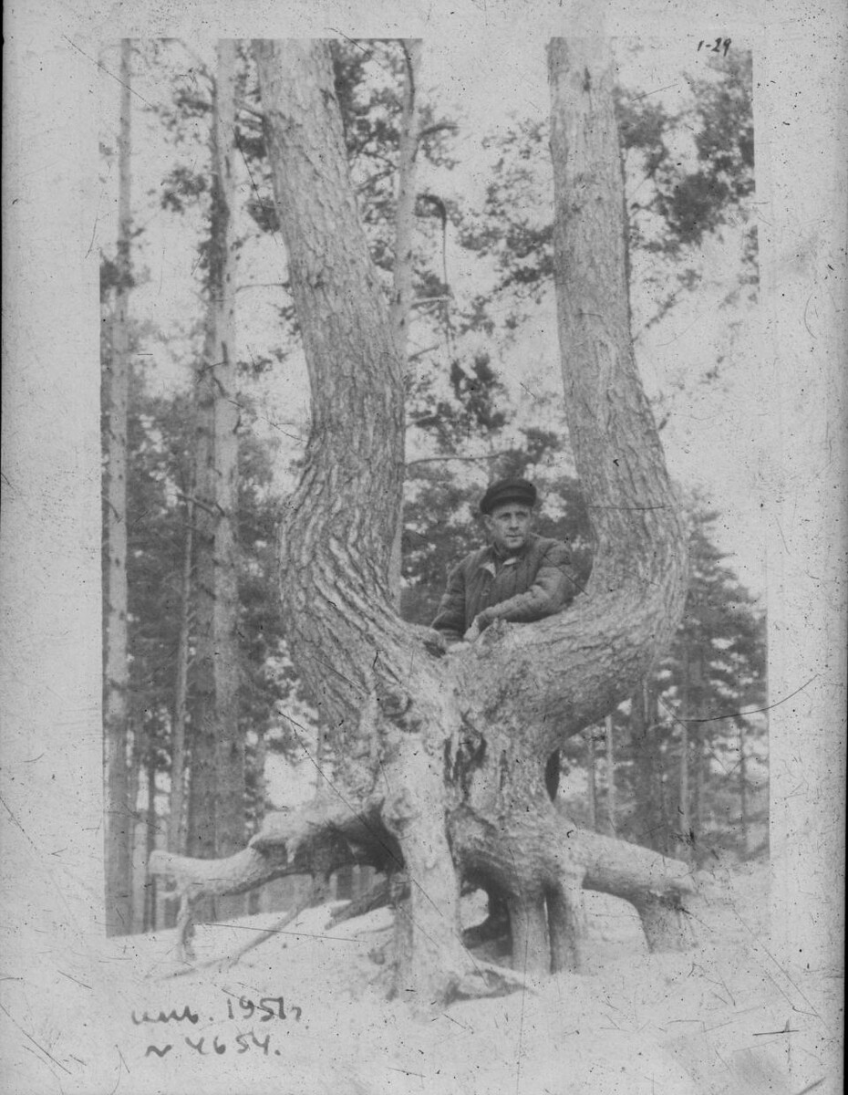     Ленточный бор.. Источник: goskatalog.ru, архив АГКМ