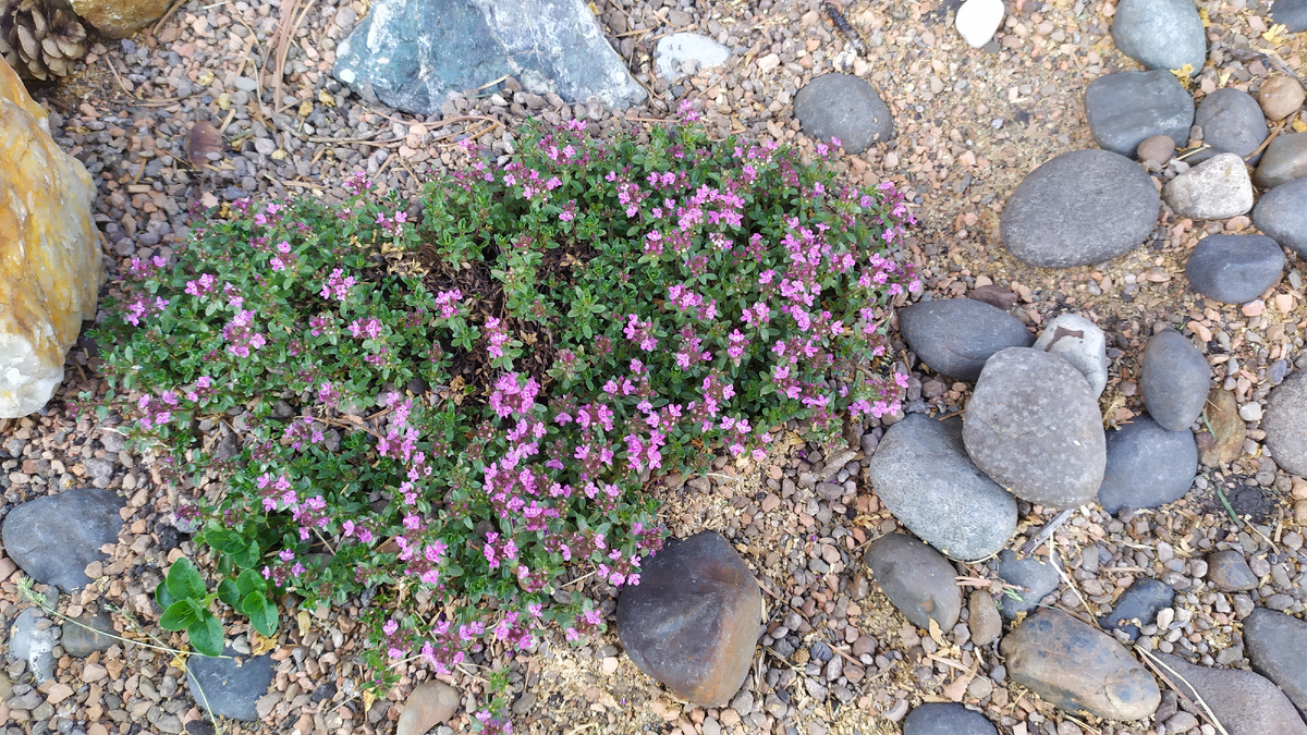 Цветёт тимьян