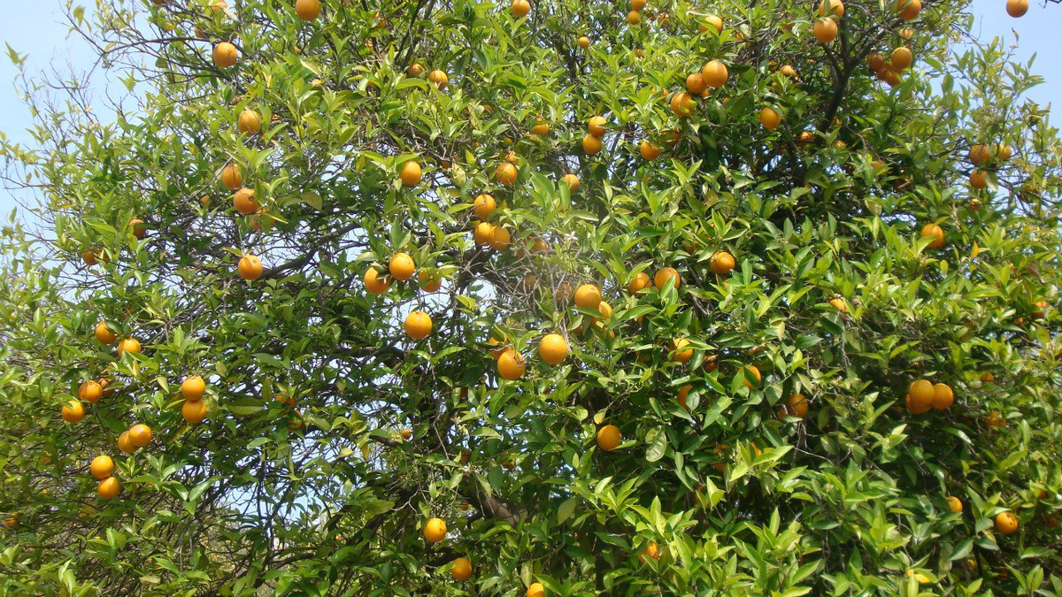 Сладкие солнышки!!!