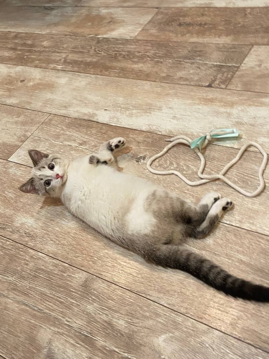 игривый акробат