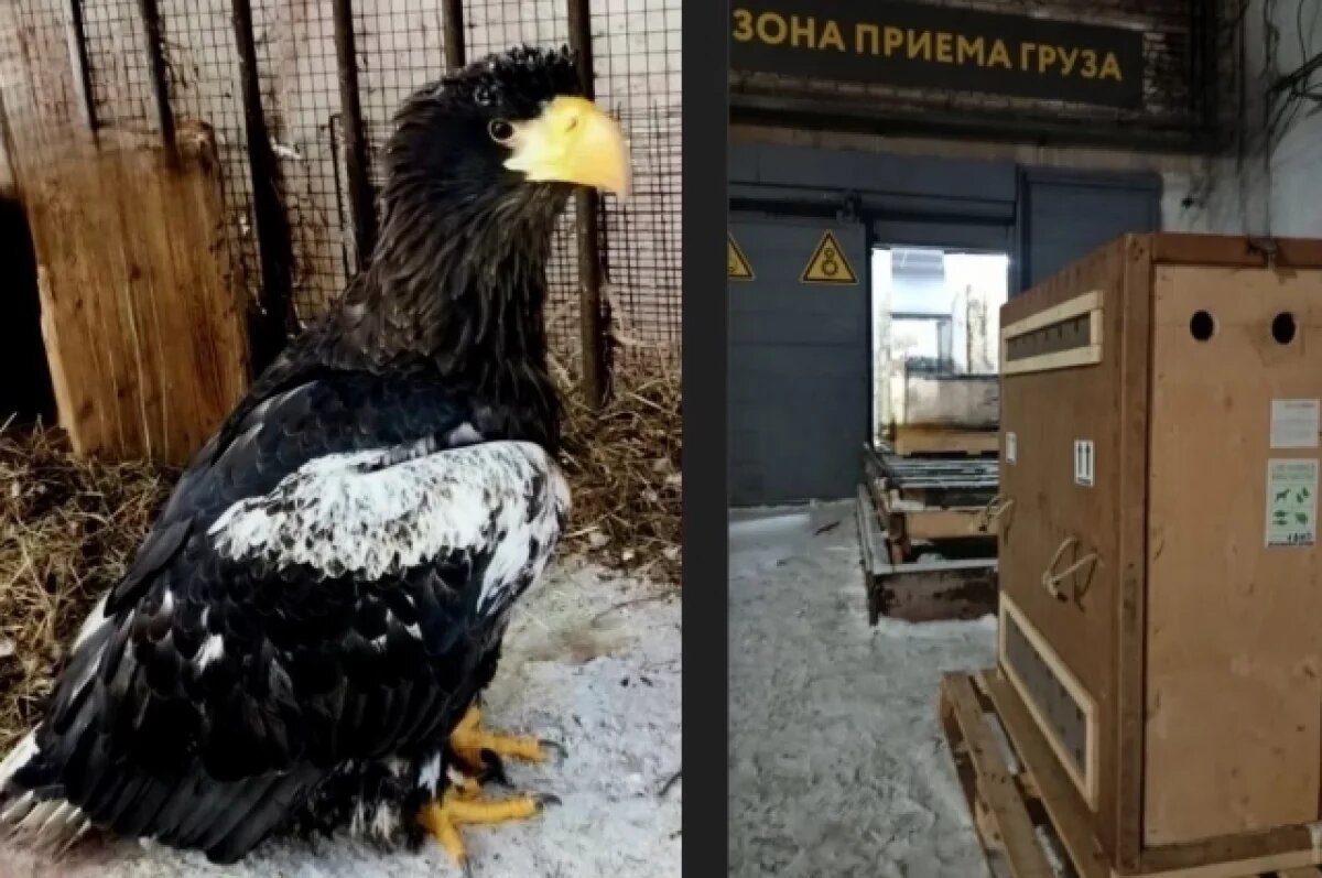    Молодая самка орлана из Хабаровска летит в Екатеринбург на свидание