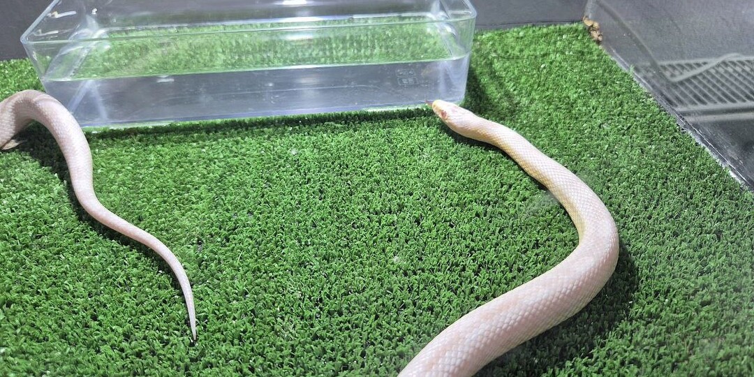 На видео сняли змею в шланге стиральной машины в Таиланде