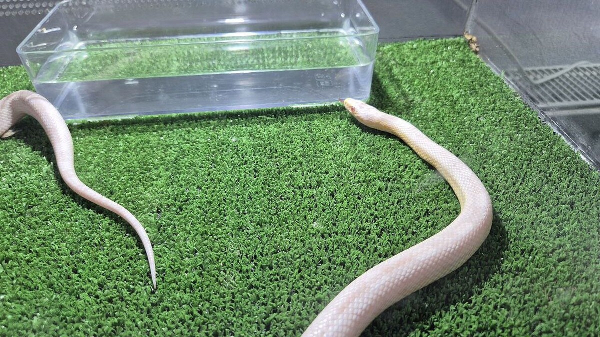    Фото: телеканал «Краснодар»