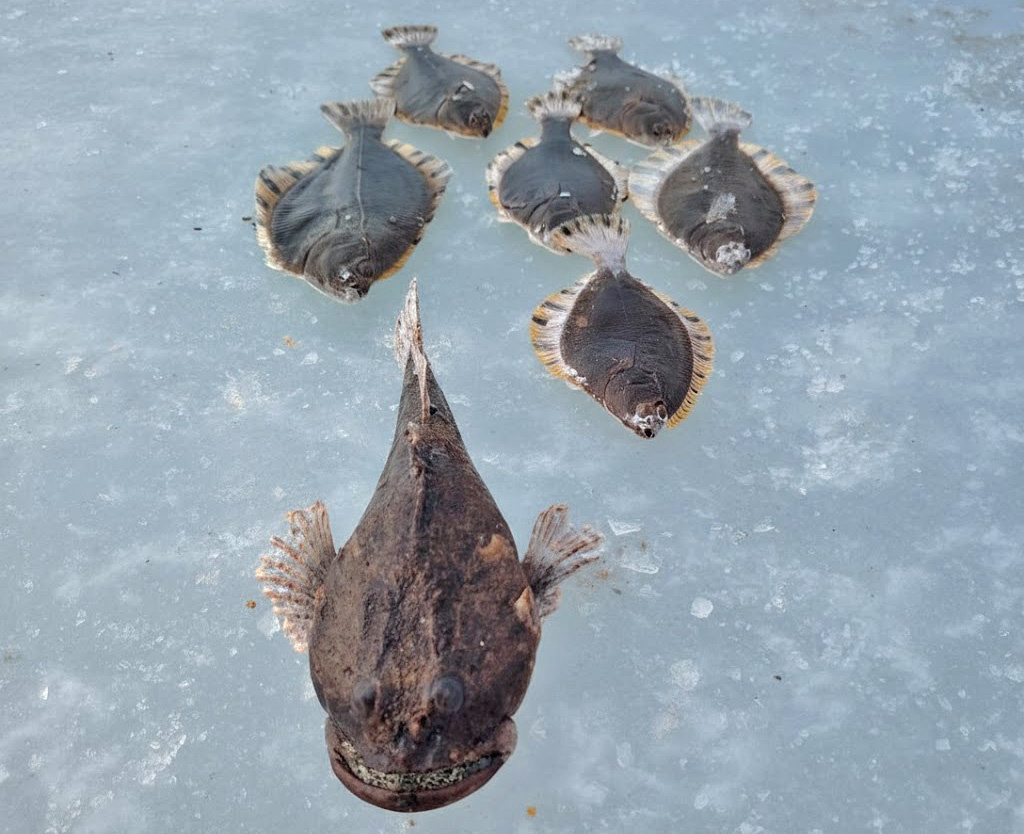Весь улов за полдня: шесть камбалок и монстр. Фото из рыболовного чата. Январь 2026 года, Владивосток.