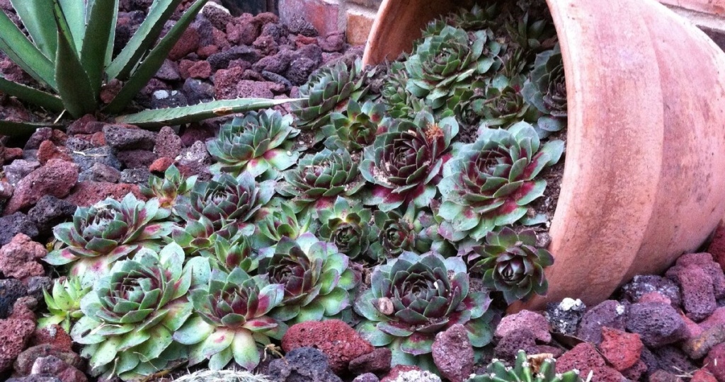 Суккуленты — кто это такие и как за ними ухаживать