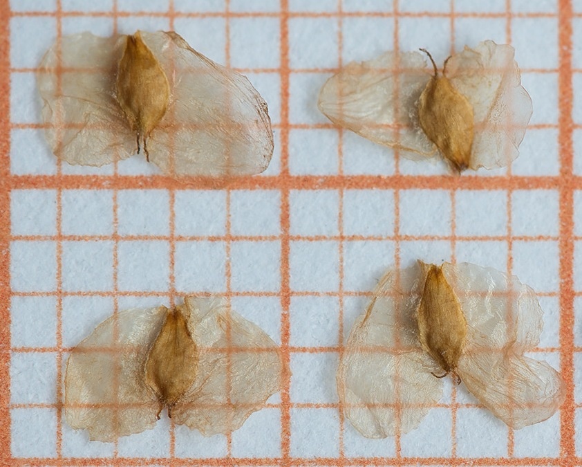 Березовые семена мелкие, освобождаются зимой и по насту перемещаются свободно. Очень эффективны для расселения