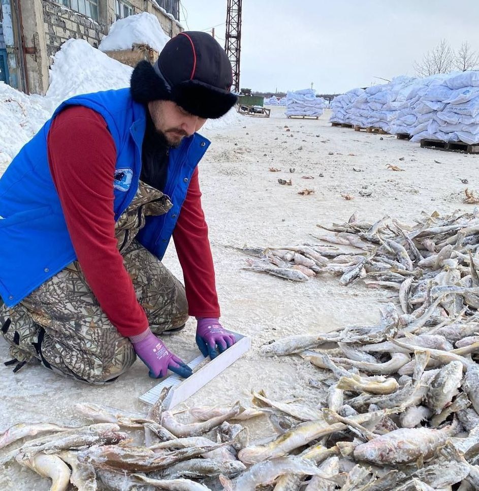 Рыбаки ловят, ученые в Поронайске изучают параметры пойманной наваги