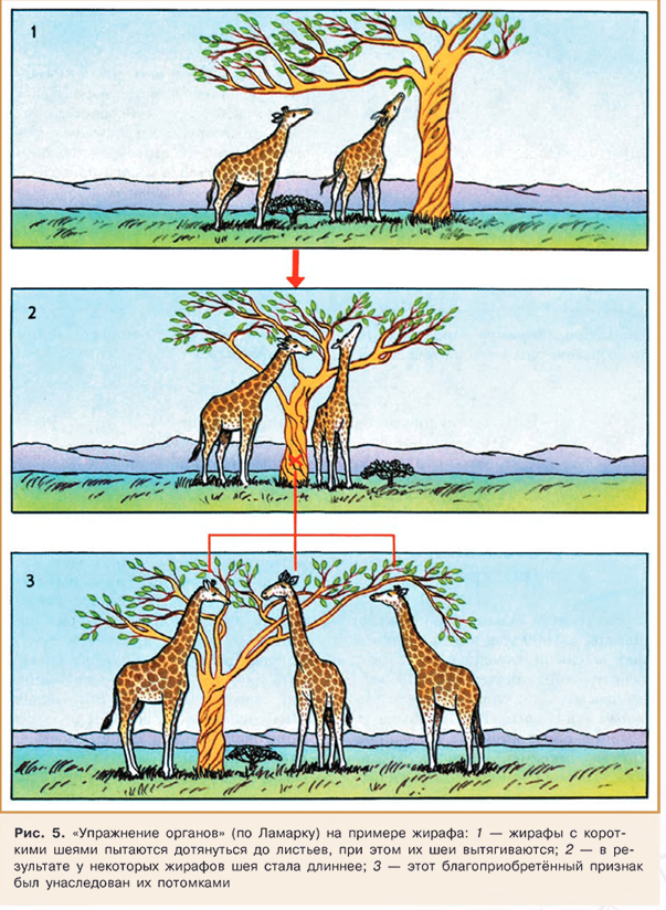 Изменение шеи у жирафа Ламарк обьяснял действием обстоятельств (условий среды) через привычку (упражнение органов).