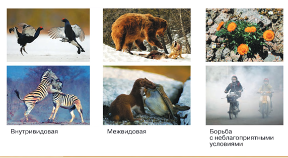 Внутривидовая (самая жесткая!): заяц против зайца за одну морковку или самку. Требования к ресурсам одинаковые, поэтому  идет не на жизнь, а на смерть.
Межвидовая: волк против зайца (хищник-жертва) или лиса против волка за одну мышь.
Борьба с абиотическими факторами: выживание в засуху, мороз или наводнение.