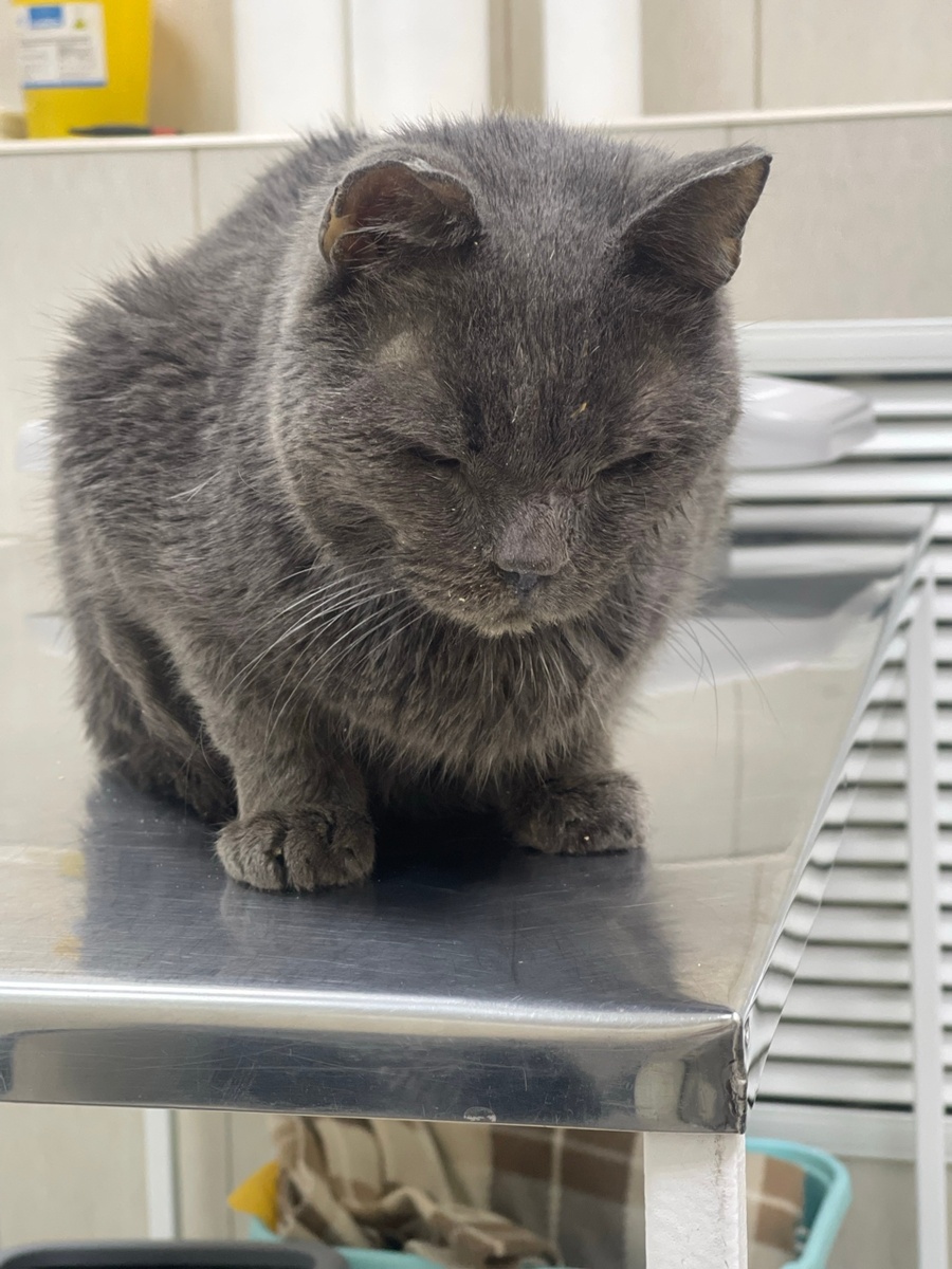 Рафаэль в ветклинике