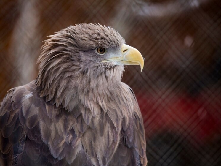     Фото: пресс-служба зоопарка Абакана/Ю.Курочка