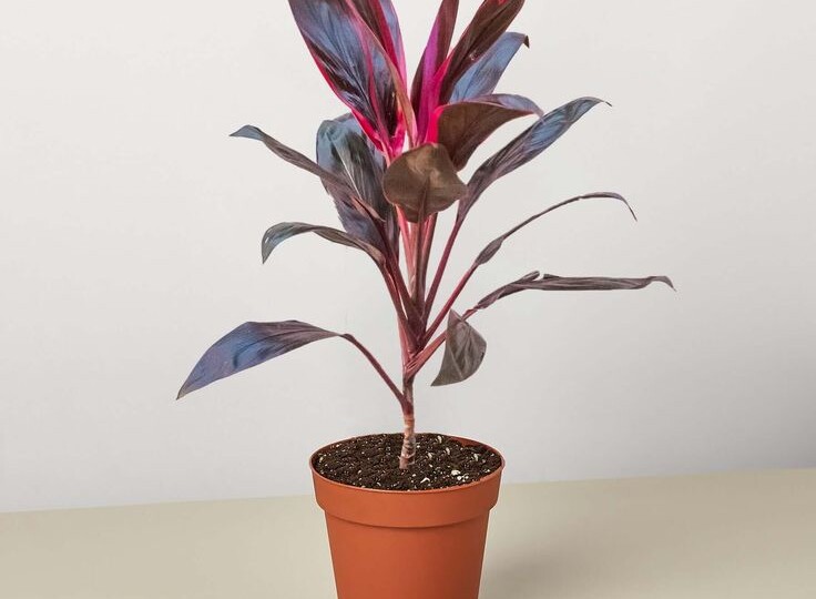 Кордилина — растение, о котором вы ничего не знали