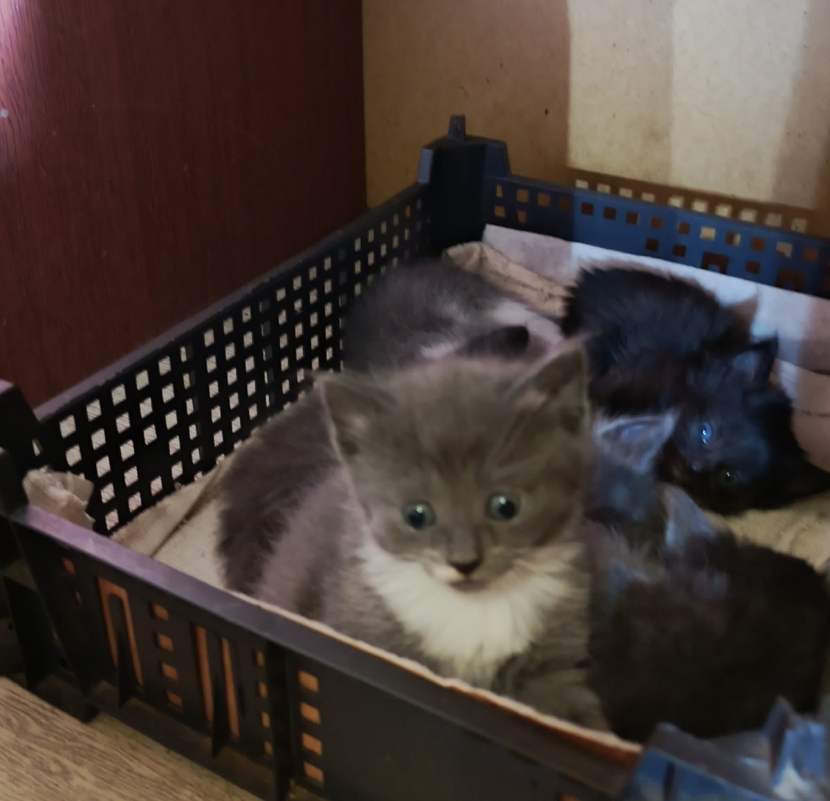 Я чет не понала, ко тут подглядывает? Я- СуриКОТ!