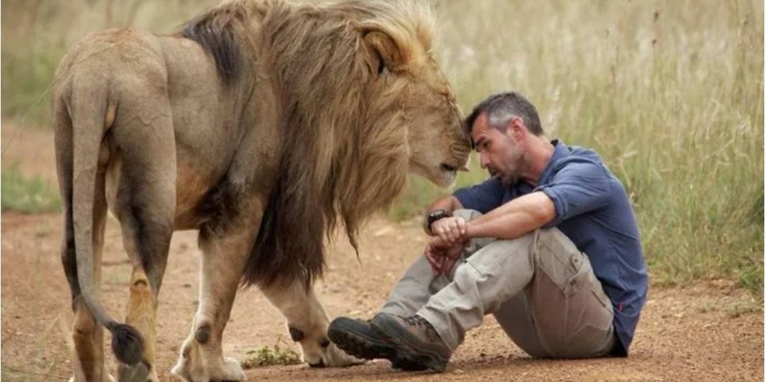 Лев пришел с петлёй на шее к человеку за помощью. А он отблагодарил когда это было необходимо больше всего