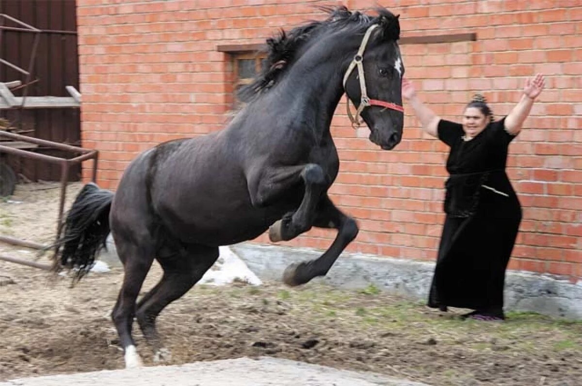    За травму при падении с лошади 800 тысяч рублей получит томский подросток