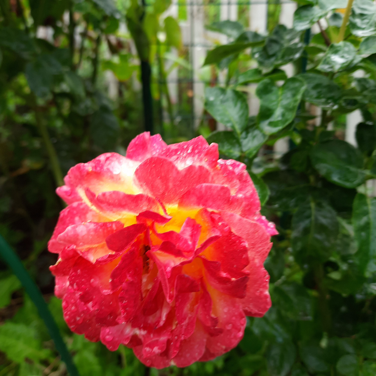 Вот такая очаровательная красотка