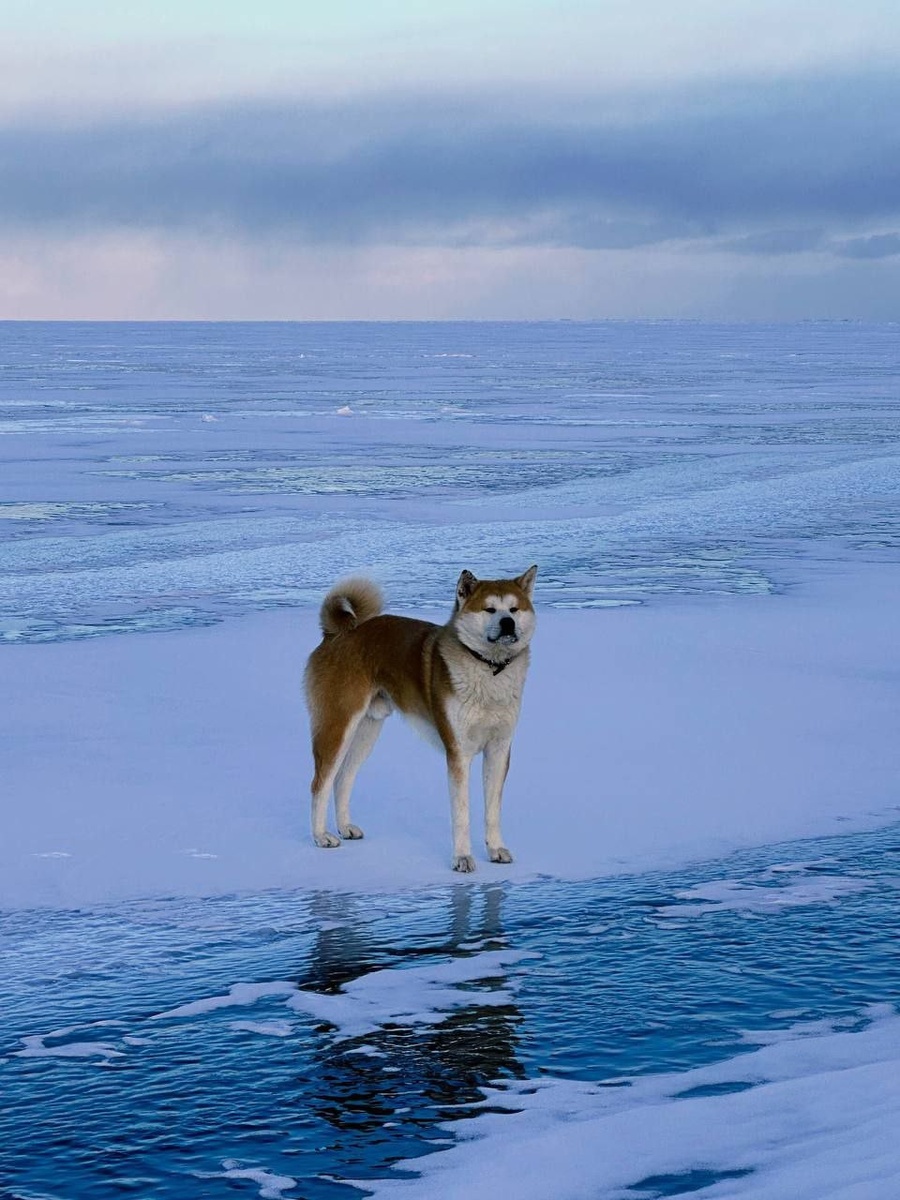    Несмотря на то, что акиты быстрые и сильные, даже такой пес не сможет бесконечно выживать в дикой природе. Фото: Сибирский зоопарк.