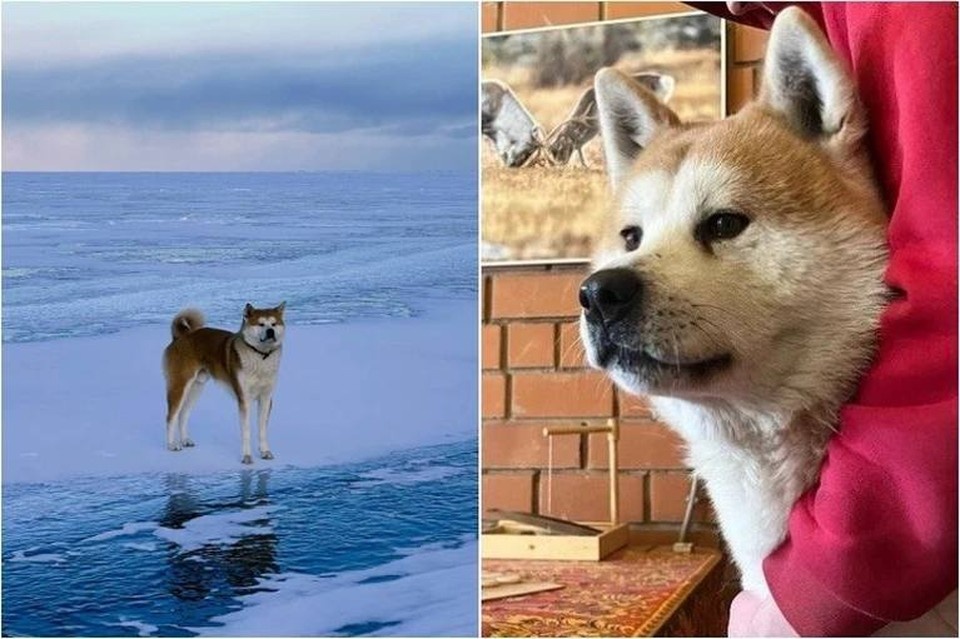    Собака породы акита-ину подбегала к машинам, заглядывала в окна, будто искала кого-то. Фото: Сибирский зоопарк.