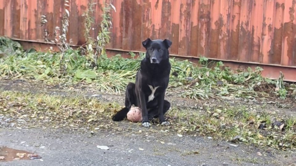 Ветеринары спасли бездомную собаку из Долинска с килограммовой опухолью