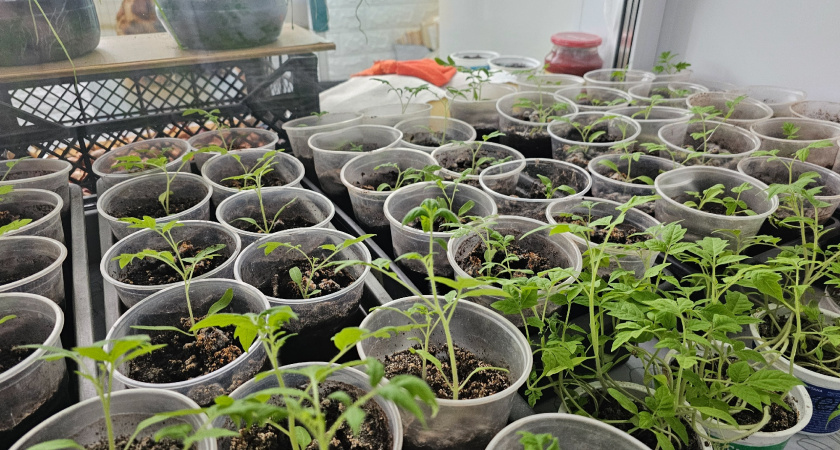    Фото prochepetsk