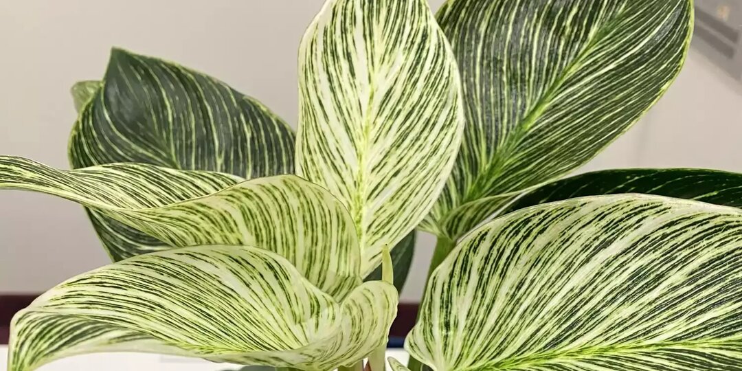 10 растений, которые ядовиты для детей в вашем доме