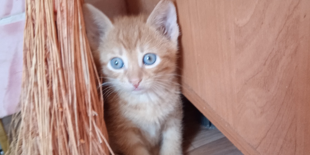 Как правильно приучить котёнка к лотку