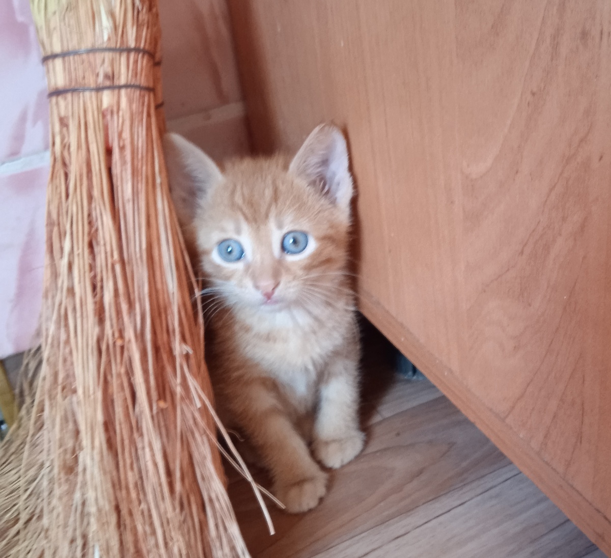 Котёнок (фото автора)