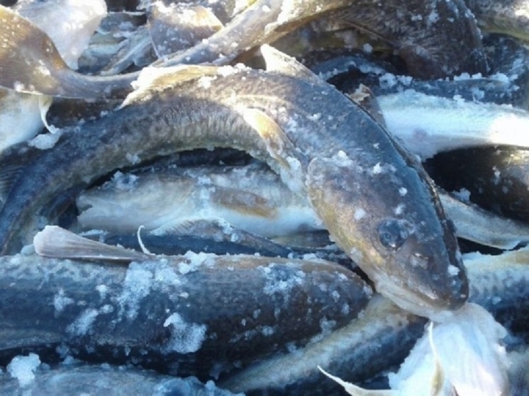     фото: © Минсельхоз Карелии / VK