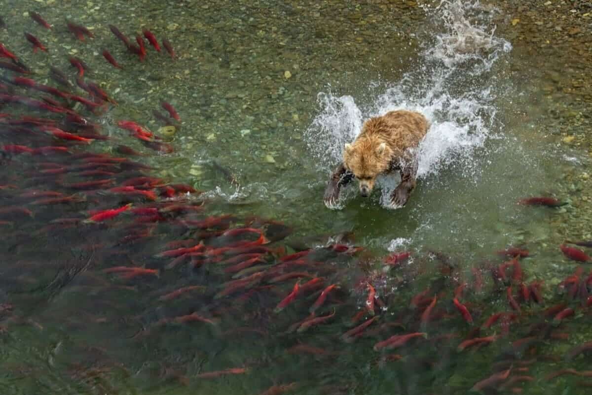    Финалист конкурса в категории портфолио «Дикие животные, природа, подводный мир» / © Javier Herranz Casellas