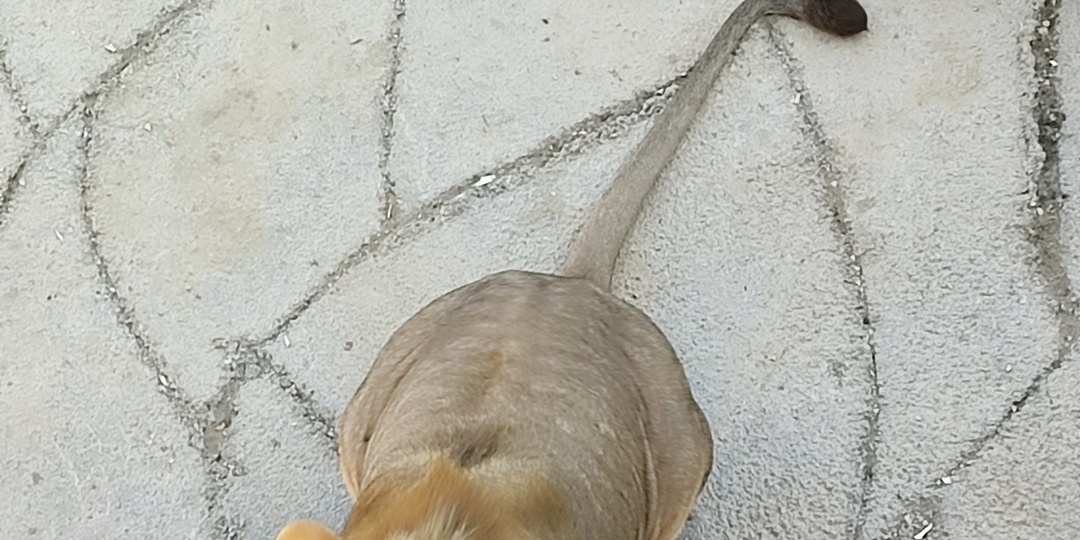 Завтрак со львами