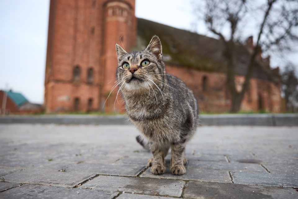    Фото: архив "КП". Николай ОБЕРЕМЧЕНКО